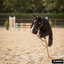 Hobby horse