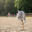 Hobby horse